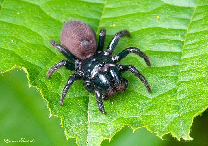 Atypus sp.